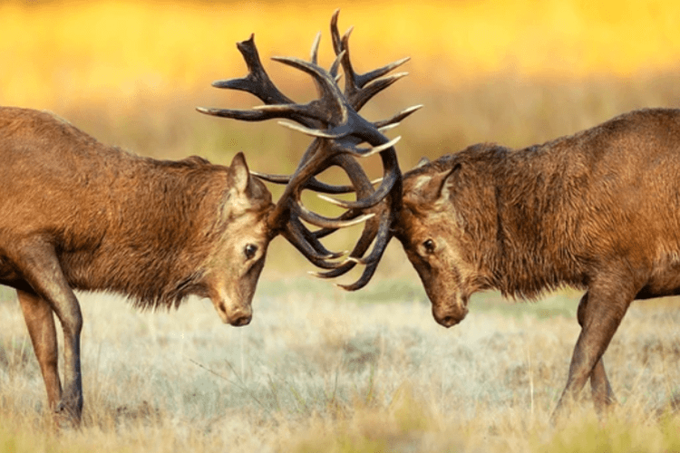 Managing Challenging Behaviour in Young People​